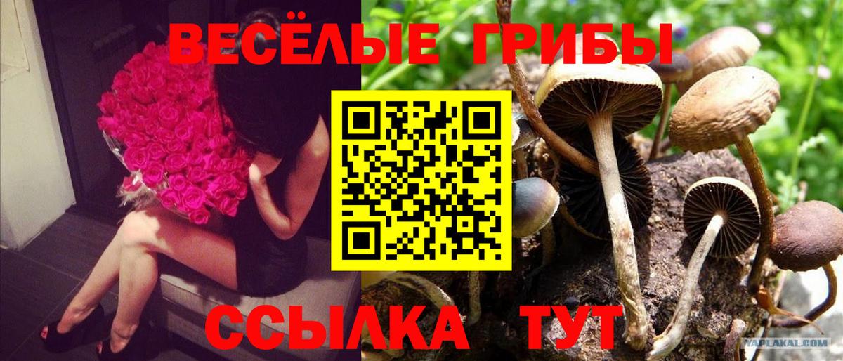 Псилоцибиновые грибы прущие грибы Жуковский